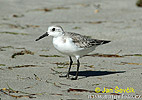 Sanderling