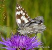 Schachbrett (Schmetterling)