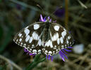 Schachbrett (Schmetterling)