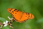 Schmetterling