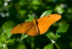 Schmetterling