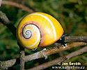 Schnecke