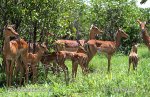 Schwarzfersenantilope