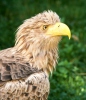 Seeadler