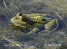 Seefrosch