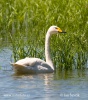 Singschwan