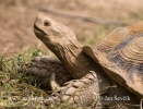 Spornschildkrote