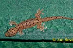 Sri Lanka Haus Gecko