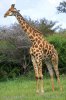 Steppengiraffe