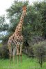 Steppengiraffe