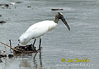 Storch