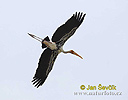 Storch