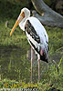 Storch