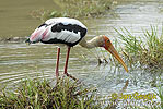 Storch