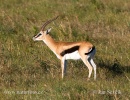 Thomson Gazelle