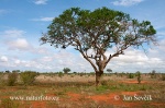 Tsavo East