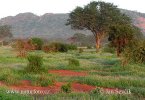 Tsavo East