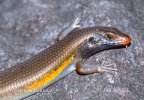 Vielstreifenskink