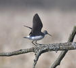 Waldwasserläufer