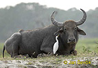 Waserbuffel