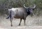 Waserbuffel