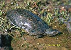 Wasserschildkrote