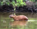 Wasserschwein