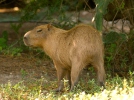 Wasserschwein