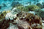 Weiche Koralle