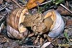 Weinbergschnecke