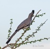 Weissbauch Larmvogel