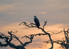 Weißbauch-Seeadler