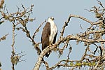 Weißbauch-Seeadler