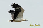 Weißbauch-Seeadler