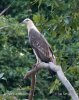 Weißbauch-Seeadler