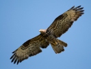 Wespenbussard