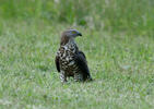 Wespenbussard