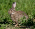 Wildkaninchen