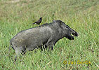 Wildschwein