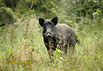 Wildschwein