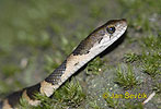 Xenochrophis asperrimus