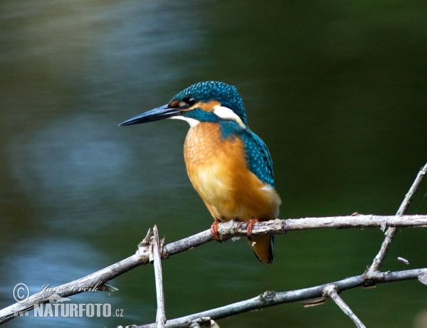 Eisvogel (Alcedo atthis)