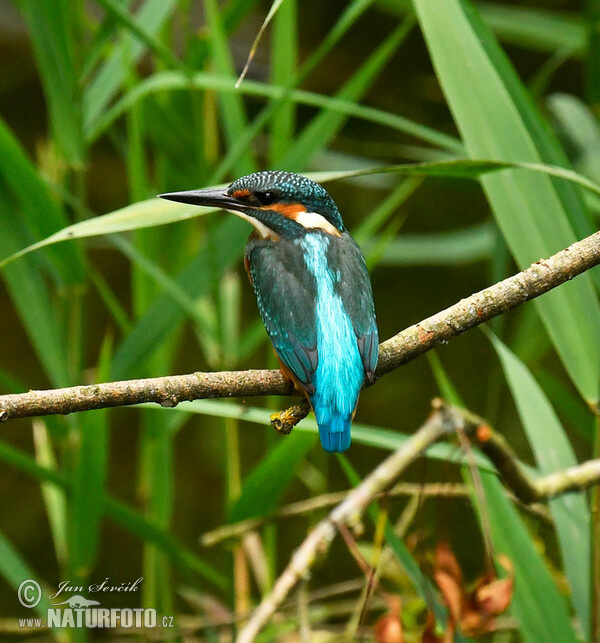 Eisvogel (Alcedo atthis)