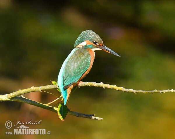 Eisvogel (Alcedo atthis)