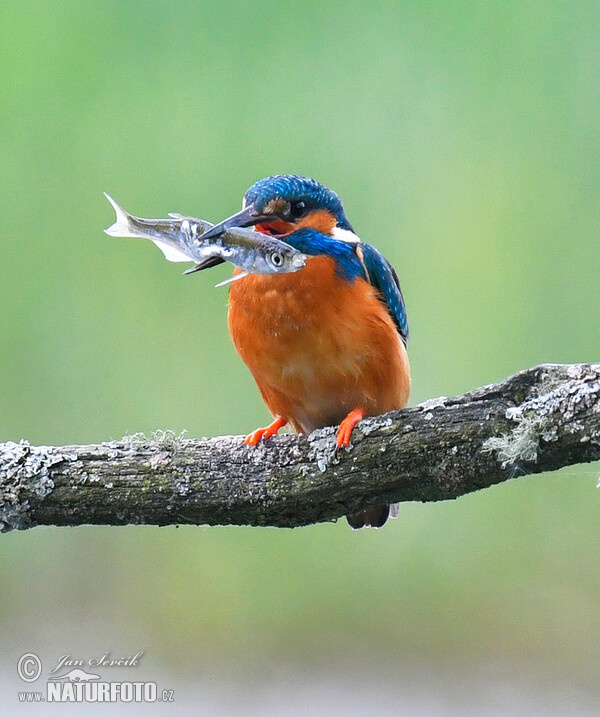 Eisvogel (Alcedo atthis)