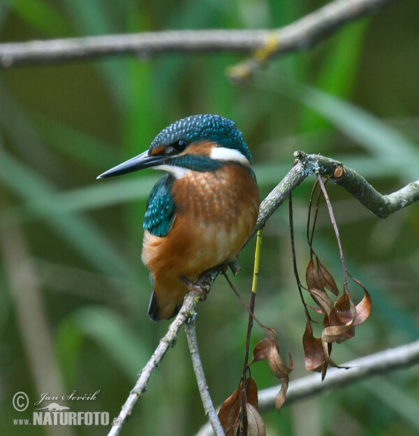 Eisvogel (Alcedo atthis)