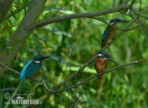 Eisvogel (Alcedo atthis)