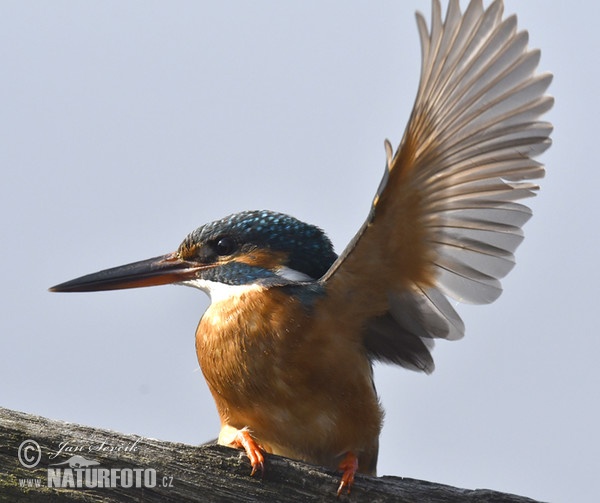 Eisvogel (Alcedo atthis)