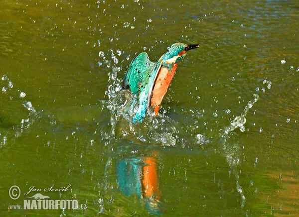 Eisvogel (Alcedo atthis)