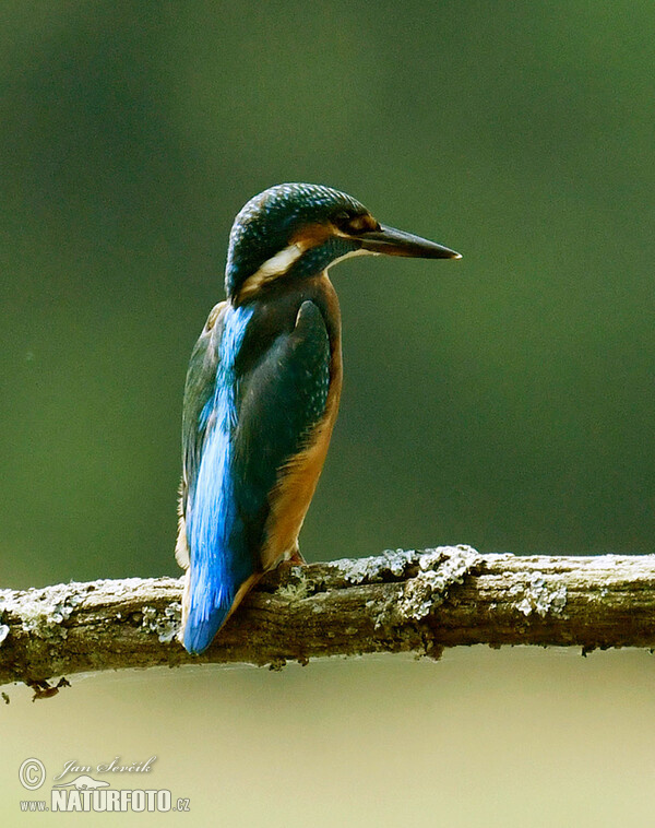 Eisvogel (Alcedo atthis)